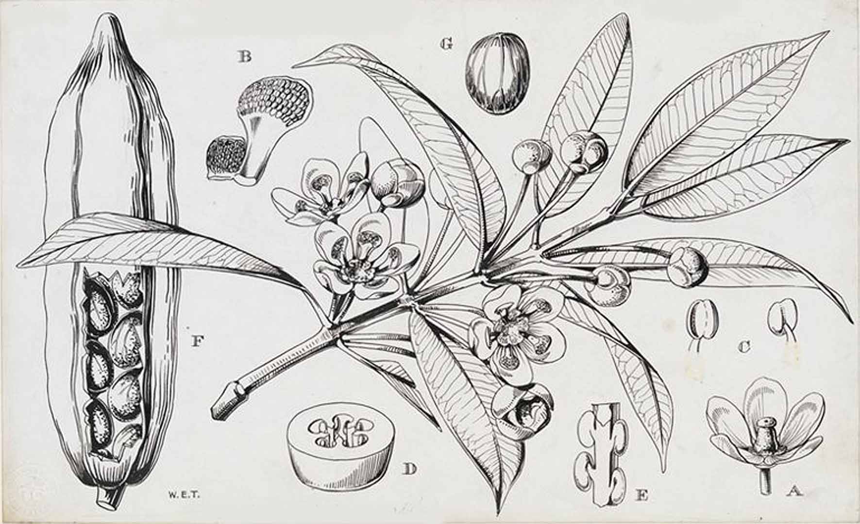 Illustration Allanblackia floribunda, Par Hutchinson, J., Dalziel, J.M., Keay, R.W.J., Flora of West Tropical Africa (FWTA), 2nd ed. (1954-1972) Fl. W. Trop. Afr., ed. 2 vol. 1(1): (1954), via plantillustrations 