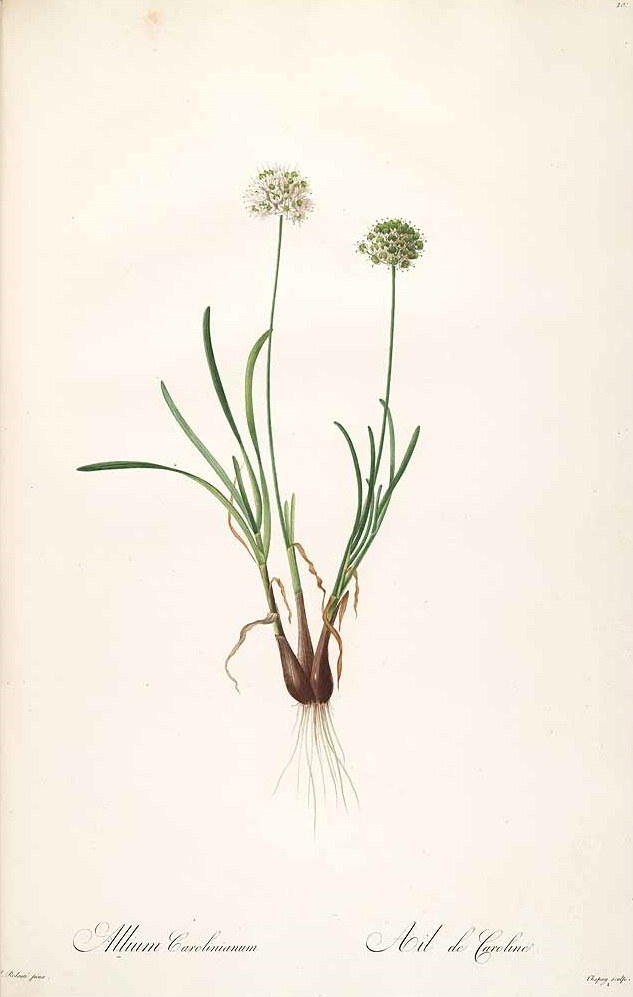 Illustration Allium carolinianum, Par Redouté, P.J., Liliacées (1802-1816) Liliac. vol. 2 (1805), via plantillustrations 