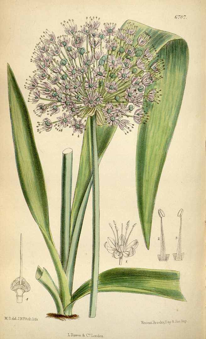 Illustration Allium macleanii, Par Curtis, W., Botanical Magazine (1800-1948) Bot. Mag. vol. 109 (1883), via plantillustrations 