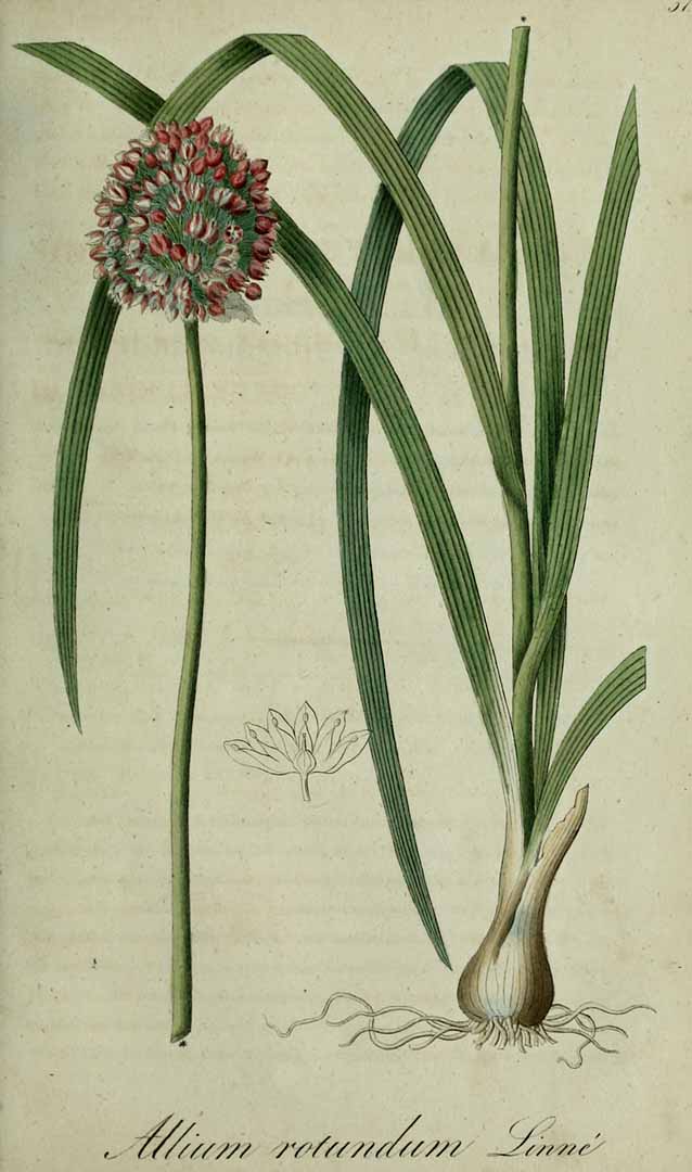 Illustration Allium rubellum, Par Dietrich, A.G., Flora regni Borussici (1832-1844) Fl. Boruss. vol. 1 (1832), via plantillustrations 