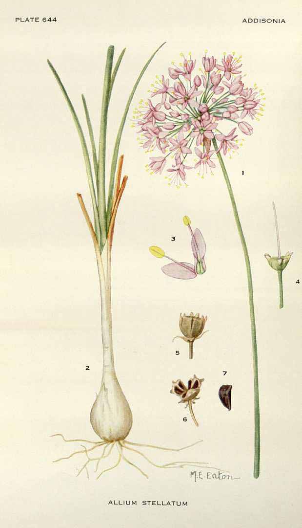 Illustration Allium stellatum, Par Addisonia (1916-1964) Addisonia vol. 20 (1937-1938), via plantillustrations 