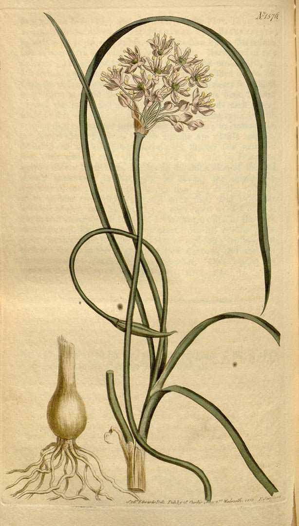 Illustration Allium stellatum, Par Curtis, W., Botanical Magazine (1800-1948) Bot. Mag. vol. 38 (1813), via plantillustrations 