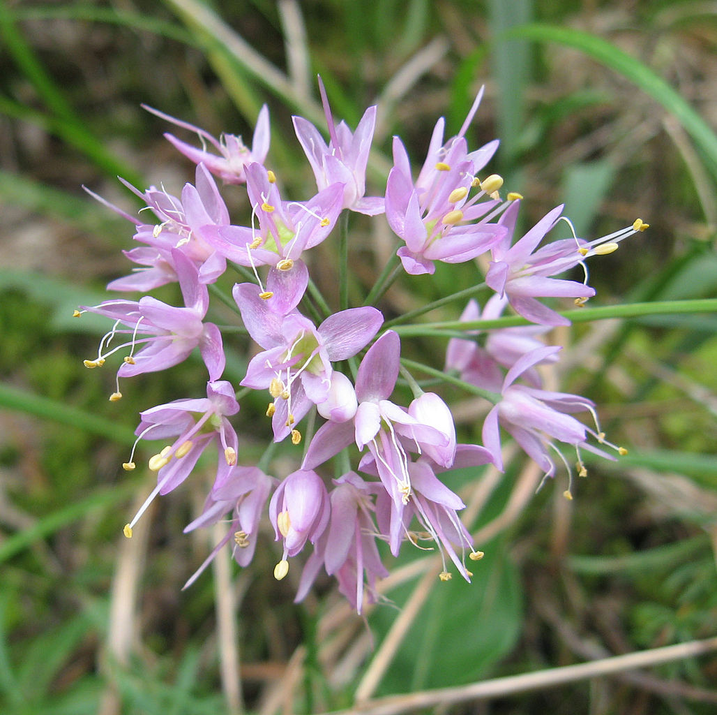 Illustration Allium stellatum, Par Mason Brock, via wikimedia 