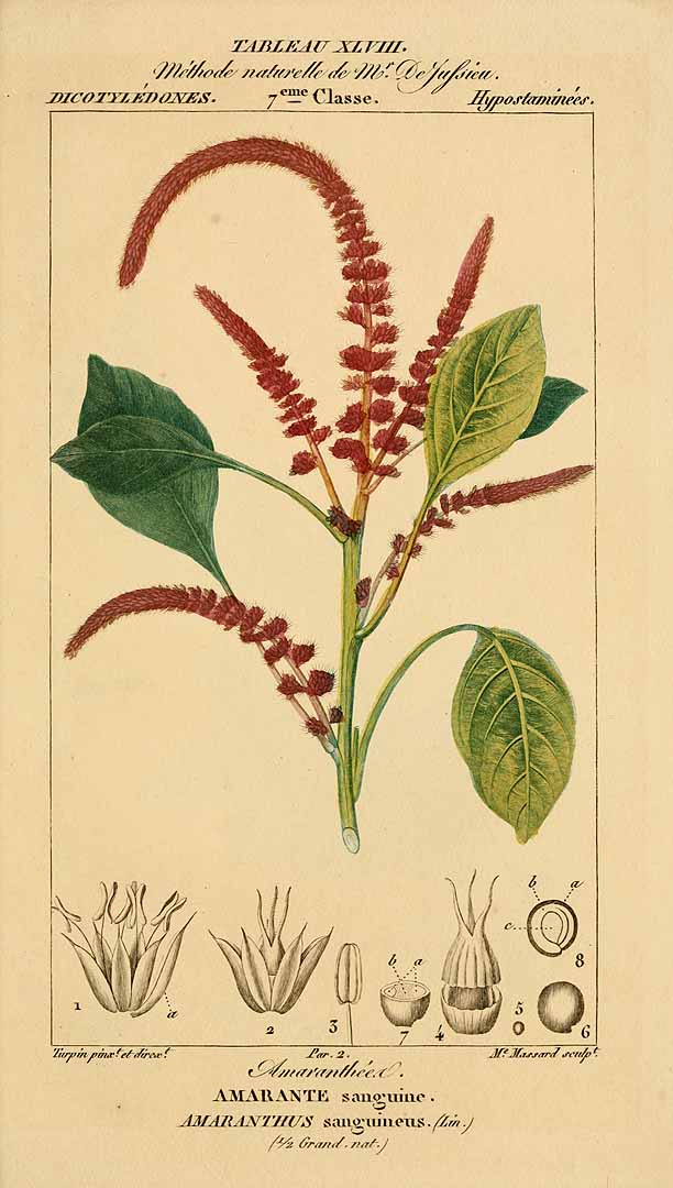 Illustration Amaranthus cruentus, Par Poiret, J.L.M., Turpin, P.J.F., Leçons de flore (1820) Leçons Fl. vol. 2 , via plantillustrations 