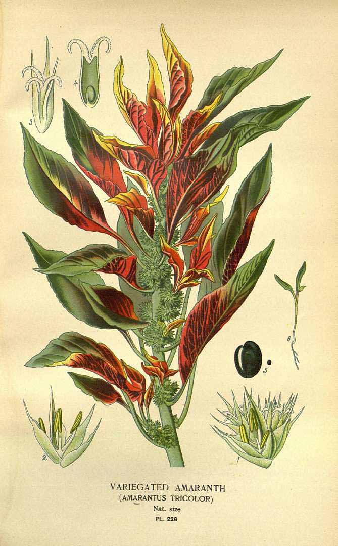 Illustration Amaranthus tricolor, Par Step, E., Bois, D., Favourite flowers of garden and greenhouse (1896-1897) Favourite Fl. vol. 3 (1896), via plantillustrations 