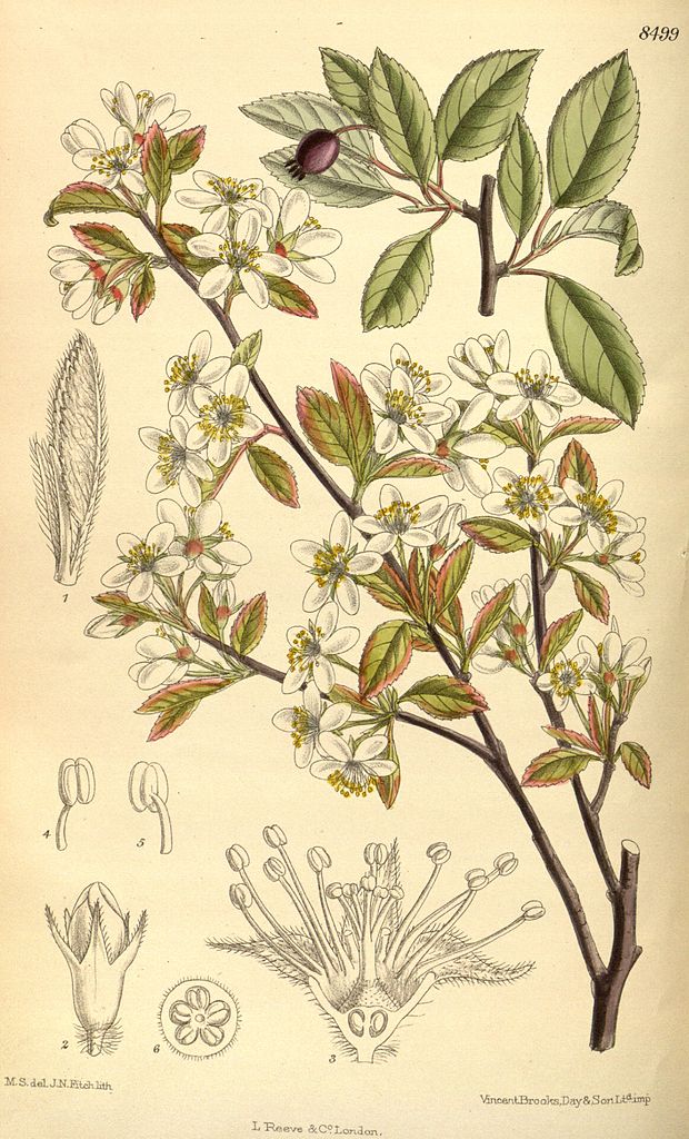 Illustration Amelanchier bartramiana, Par M.S. del, J.N.Fitch, lith., Curtis's Botanical Magazine, London., vol. 139 [= ser. 4, vol. 9]: Tab. 8499, via wikimedia 