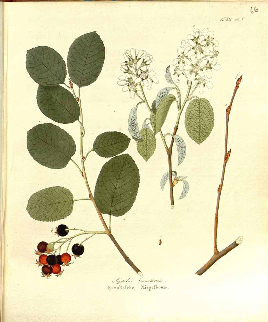 Illustration Amelanchier canadensis, Par Krauss, J.C., Afbeeldingen der fraaiste, meest uitheemsche boomen en heesters (1802) Afb. Boom. Heest., via plantillustrations 