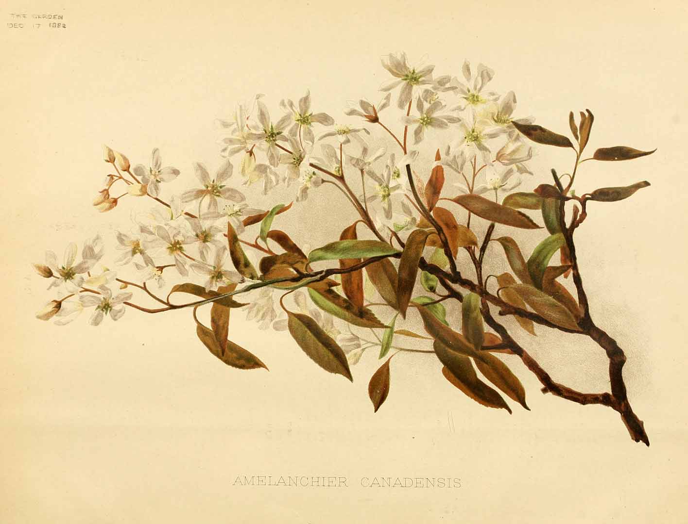 Illustration Amelanchier canadensis, Par garden (1872-1927) The Garden, via plantillustrations 