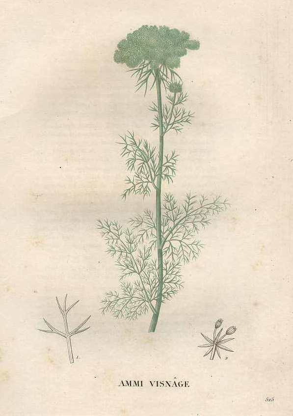 Illustration Ammi visnaga, Par Jaume Saint-Hilaire, J.H., flore et la pomone françaises (1828-1833) Fl. Pom. Franç. vol. 6 (1833), via plantillustrations 
