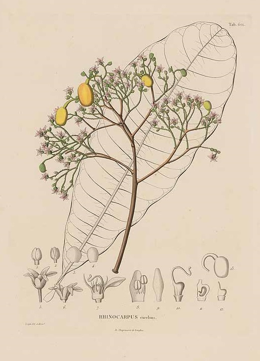Illustration Anacardium excelsum, Par Humboldt, F.H.A. von, Bonpland, A., Kunth, K.S., Nova genera et species plantarum (coloured version) (1815-1825) Nov. Gen. Sp. [coloured version] vol. 6 (1823), via plantillustrations 