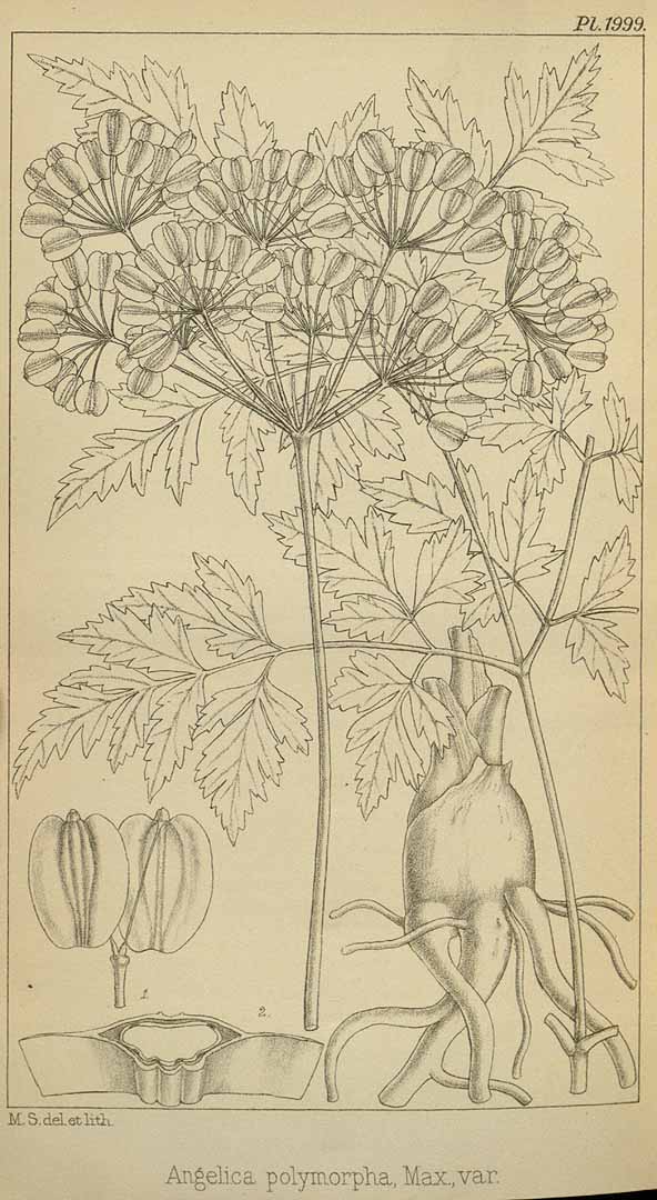 Illustration Angelica sinensis, Par Hooker, W.J., Hooker, J.D., Icones Plantarum [Hooker?s Icones plantarum] (1837-1922) Icon. Pl. vol. 20 (1891), via plantillustrations 