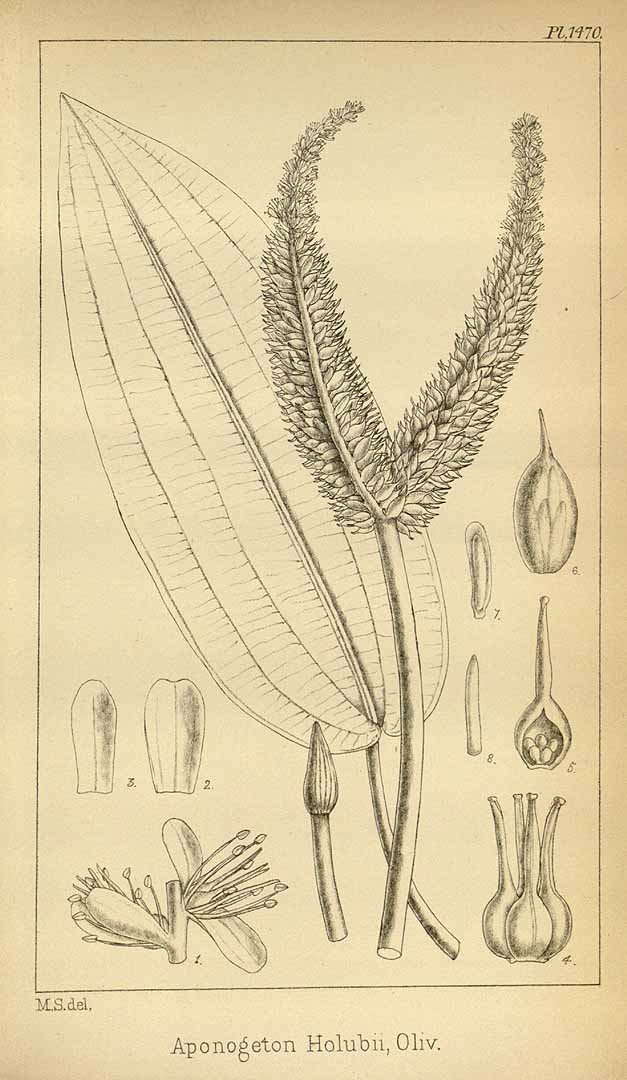 Illustration Aponogeton desertorum, Par Hooker, W.J., Hooker, J.D., Icones Plantarum [Hooker?s Icones plantarum] (1837-1922) Icon. Pl. vol. 15 (1883), via plantillustrations 