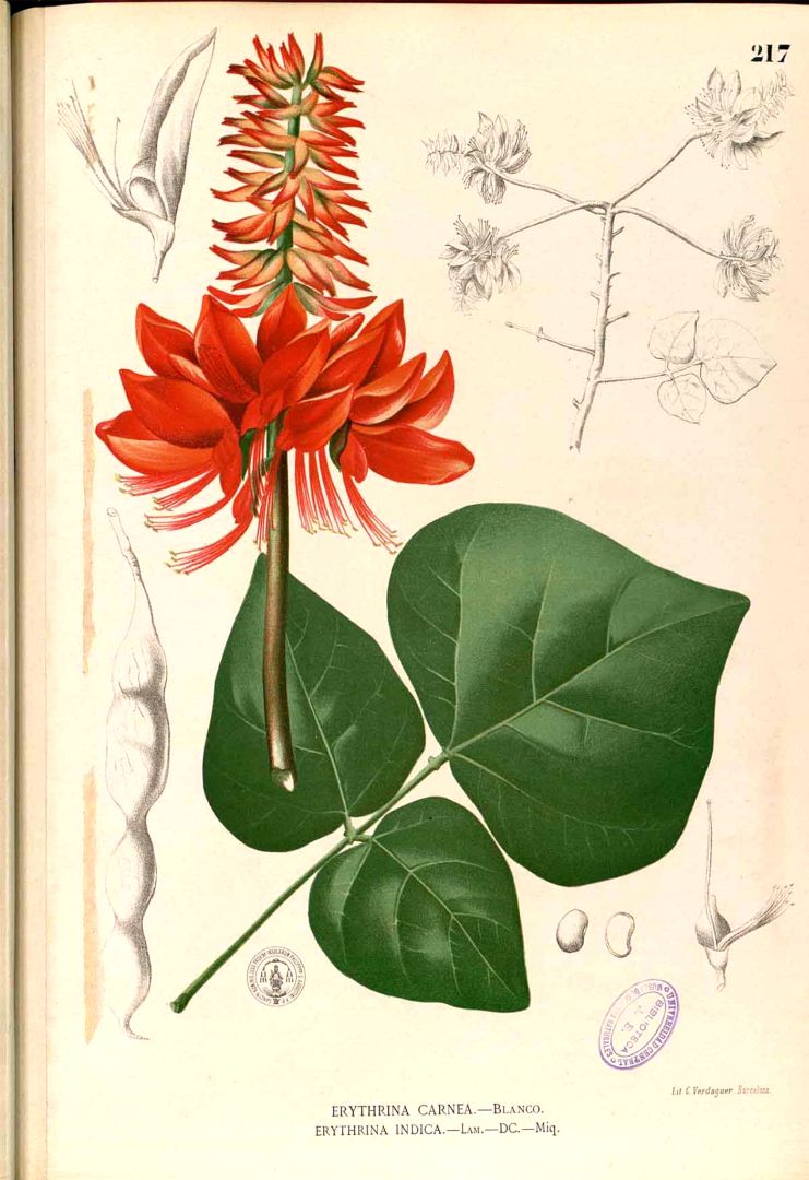 Illustration Erythrina variegata, Par Blanco M. (Flora de Filipinas, t. 217, 1875), via plantillustrations 