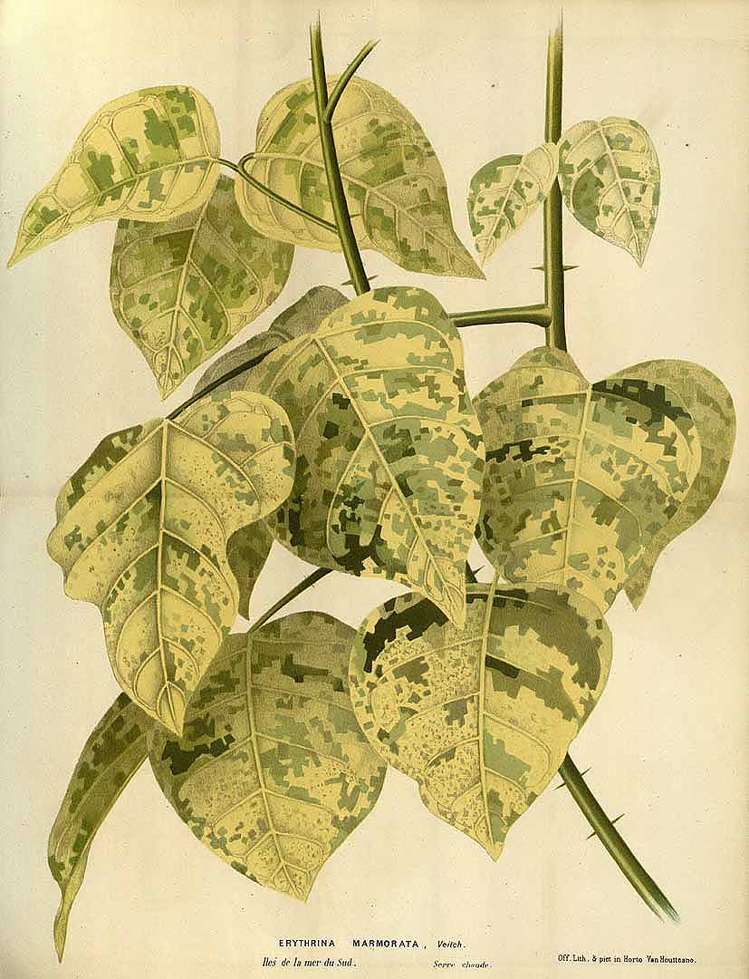 Illustration Erythrina variegata, Par Houtte L. van (Flore des serres et des jardin de l´Europe, vol. 23: t. 0, 1845), via plantillustrations 