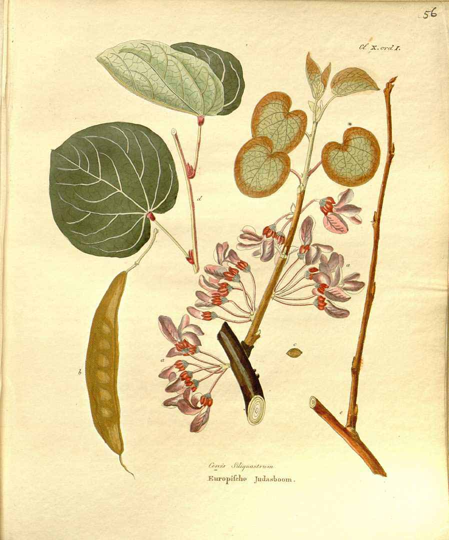 Illustration Cercis siliquastrum, Par Krauss J.C. (Afbeeldingen der fraaiste, meest uitheemsche boomen en heesters, t. 56, 1840), via plantillustrations 