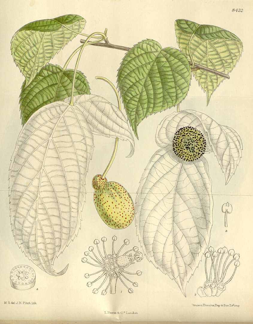 Illustration Davidia involucrata, Par Curtis´s Botanical Magazine (vol. 138 [ser. 4, vol. 8]: t. 8432, 1912) [M. Smith], via plantillustrations 