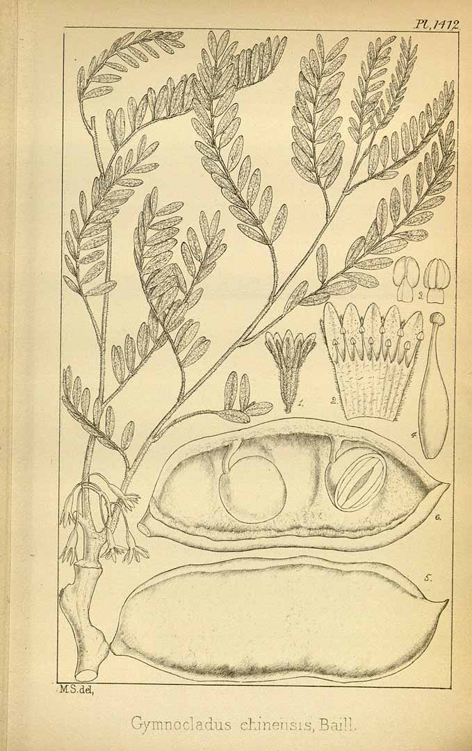 Illustration Gymnocladus chinensis, Par Hooker´s Icones Plantarum (vol. 15: t. 1412, 1883) [M. Smith.], via plantillustrations 