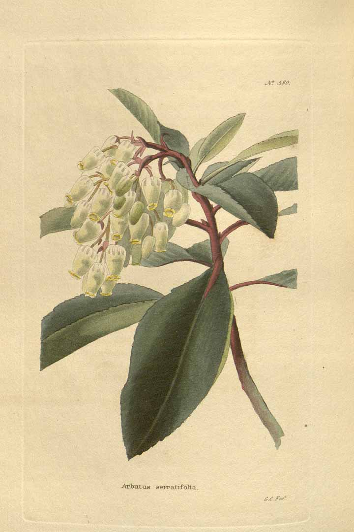 Illustration Arbutus andrachne, Par Loddiges, C.L., botanical cabinet [C. Loddiges] (1817-1833) Bot. Cab. vol. 6 (1821), via plantillustrations 