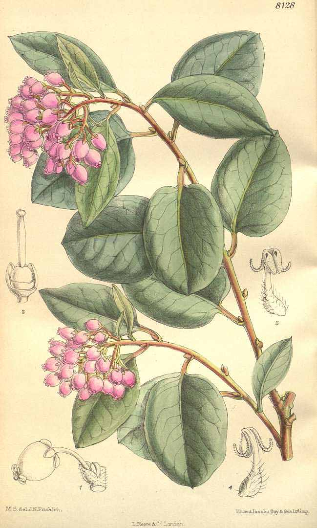 Illustration Arctostaphylos manzanita, Par Curtis, W., Botanical Magazine (1800-1948) Bot. Mag. vol. 133 (1907), via plantillustrations 