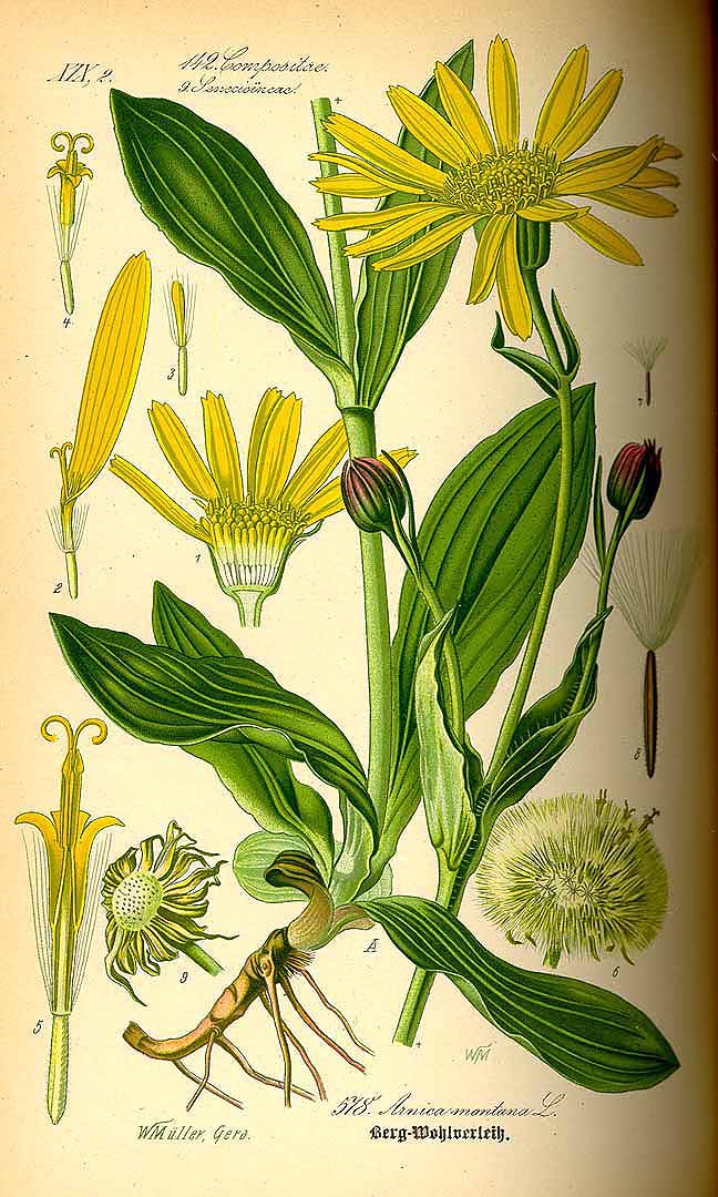 Illustration Arnica montana, Par Thomé, O.W., Flora von Deutschland Österreich und der Schweiz (1886-1889) Fl. Deutschl. vol. 4 (1885), via plantillustrations 
