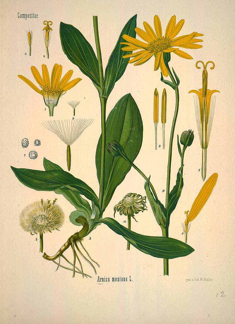 Illustration Arnica montana, Par Ko&#776;hler, F.E., Ko&#776;hler?s Medizinal Pflanzen (1883-1914) Med.-Pfl. vol. 1 (1887), via plantillustrations 