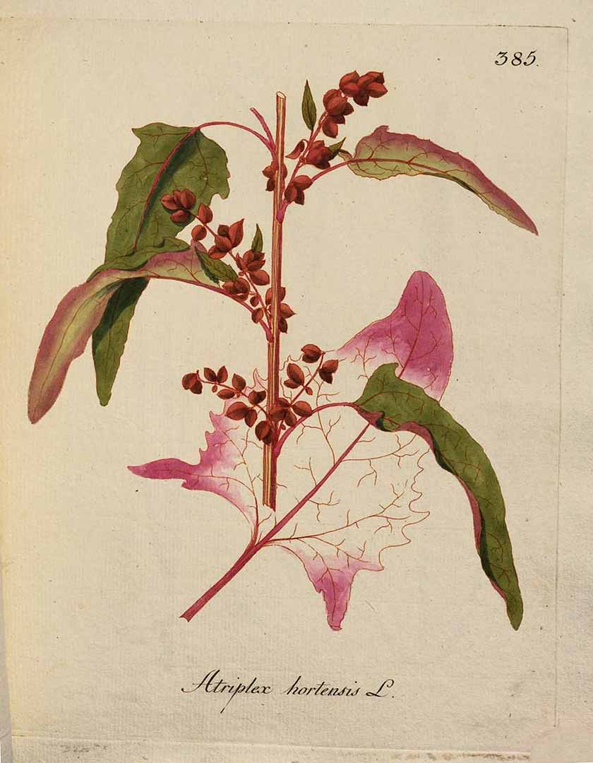 Illustration Atriplex hortensis, Par Kerner, J.S., Abbildungen aller ökonomischen Pflanzen (1786-1798) Abbild. Oekon. Pfl., via plantillustrations 