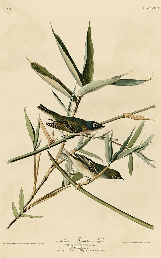 Illustration Arundinaria gigantea, Par Audubon, J.J., Birds of America [double elephant folio edition] (1826-1838), via plantillustrations 
