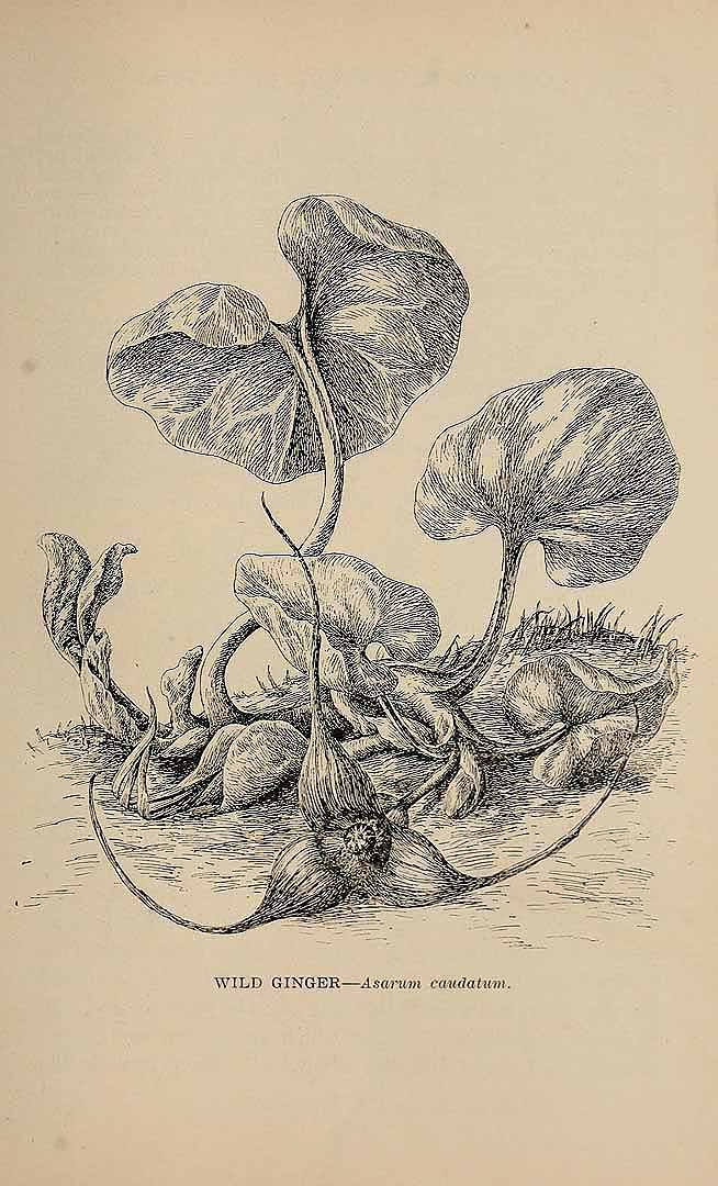 Illustration Asarum caudatum, Par Parsons, M.E., wild flowers of California; their names, haunts, and habits (1897) Wild Fl. Calif. (1906), via plantillustrations 