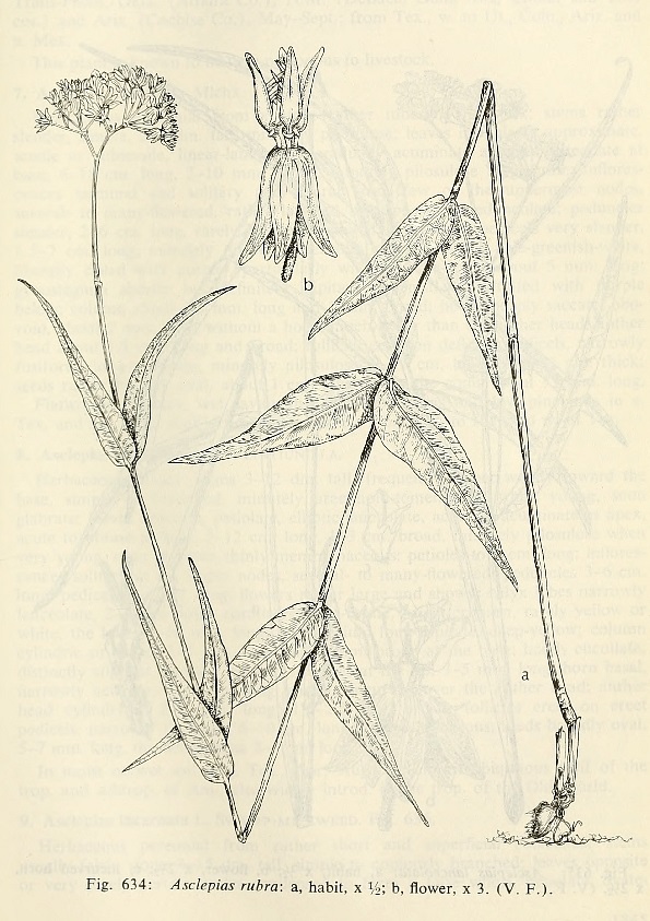 Illustration Asclepias rubra, Par Correll, D.S., Correll, H.B., Aquatic and wetland plants of southwestern United States (1972) Aquatic Wetl. Pl. SW U.S. (1972), via plantillustrations 