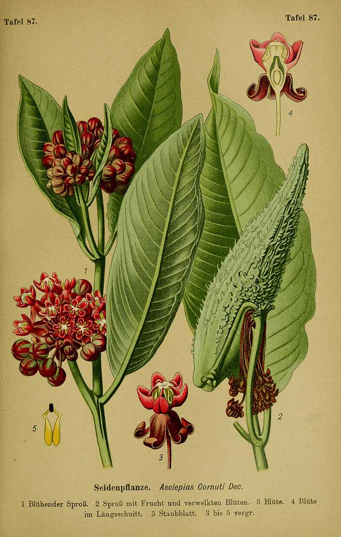 Illustration Asclepias syriaca, Par Esser, P.H.H., Giftpflanzen Deutschlands (1910) Giftpfl. Deutschl., via plantillustrations 