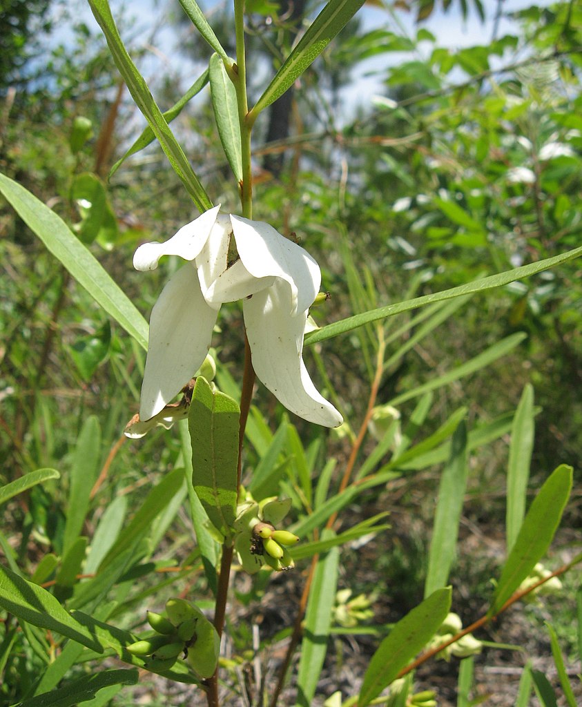 Illustration Asimina longifolia, Par Mason Brock (Masebrock), via wikimedia 