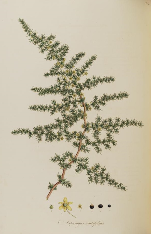 Illustration Asparagus acutifolius, Par Sibthrop, J., Smith, J.E., Flora Graeca (1806-1840) Fl. Graec. vol. 4 (1823), via plantillustrations 