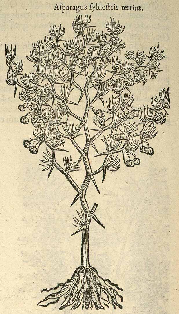 Illustration Asparagus albus, Par Dodoens [Dodonaeus ], R., Stirpium historiae pemptades sex, sive libri XXX (1583) Stirp. Hist. Pempt., via plantillustrations 