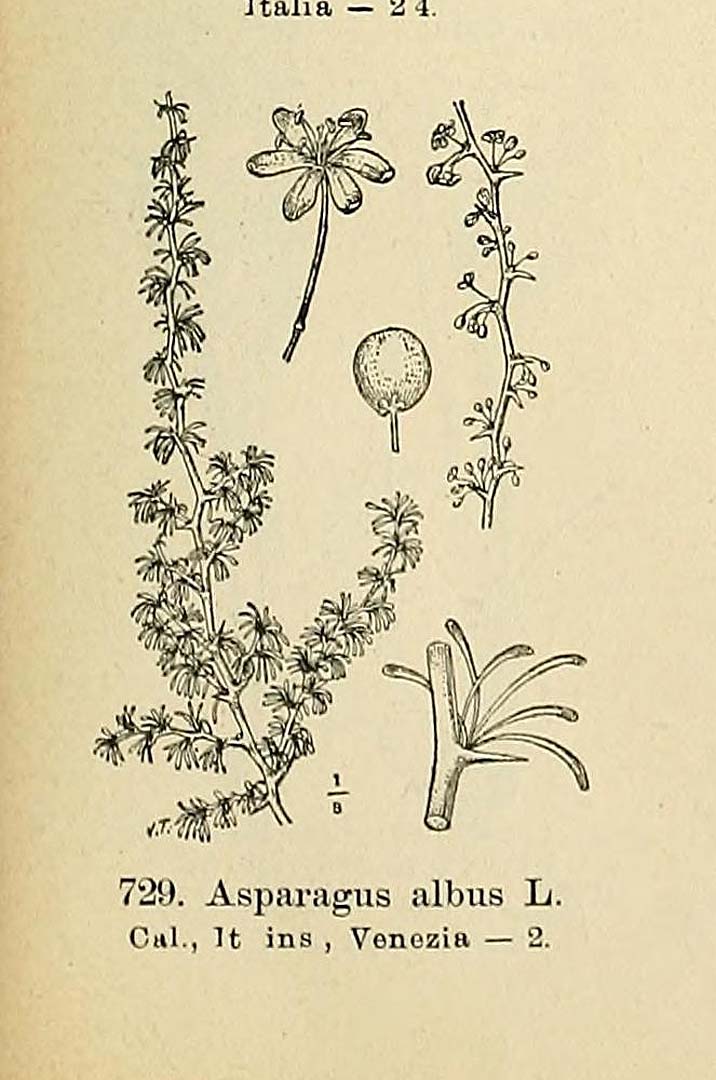 Illustration Asparagus albus, Par Fiori, A., Paoletti, G., Iconographia florae italicae (1895-1904) Iconogr. Fl. Ital., via plantillustrations 