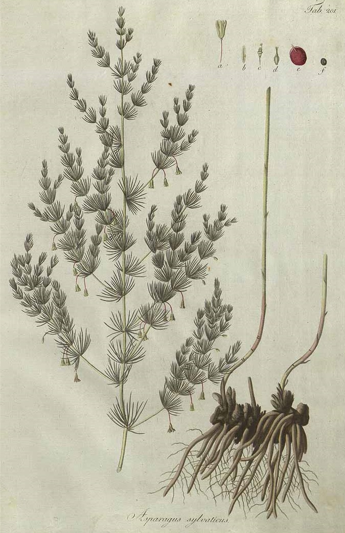 Illustration Asparagus tenuifolius, Par Waldstein, F. de Paula Adam von, Kitaibel, P., Descriptiones et icones plantarum rariorum Hungariae (1800-1812) Descr. Icon. Pl. Hung. vol. 3 (1806), via plantillustrations 