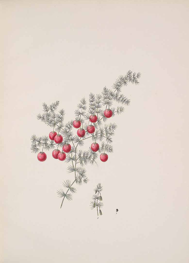 Illustration Asparagus tenuifolius, Par Kerner, J.S., Hortus sempervirens (1795-1830) Hort. Semperv. vol. 39 (1816), via plantillustrations 