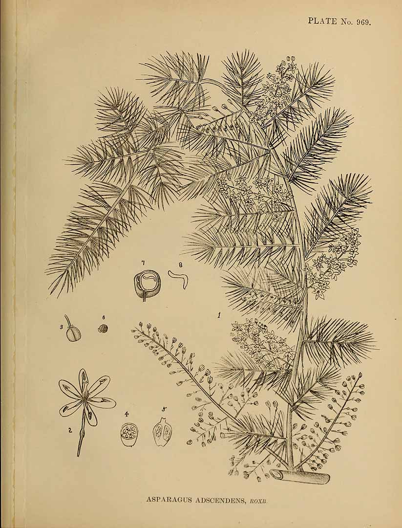 Illustration Asparagus adscendens, Par Kirtikar, K.R., Basu, B.D., Indian medicinal plants, Plates (1918) Ind. Med. Pl., Plates vol. 5 (1918), via plantillustrations 