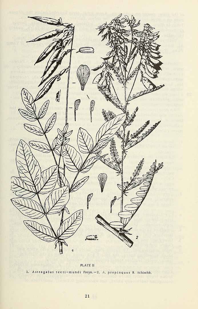 Illustration Astragalus propinquus, Par Komarov (Komorov), V.L., Flora of the U.S.S.R. (1934-1964) Fl. URSS vol. 12 , via plantillustrations 