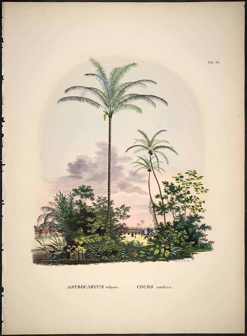 Illustration Astrocaryum vulgare, Par Martius, C.F.P. von, Historia Naturalis Palmarum (1823-1853) Hist. Nat. Palm. vol. 2 (1839), via plantillustrations 