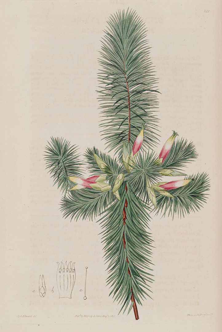 Illustration Astroloma pinifolium, Par Edwards, S.T., Botanical Register (1815-1828) Bot. Reg. vol. 3 (1817), via plantillustrations 