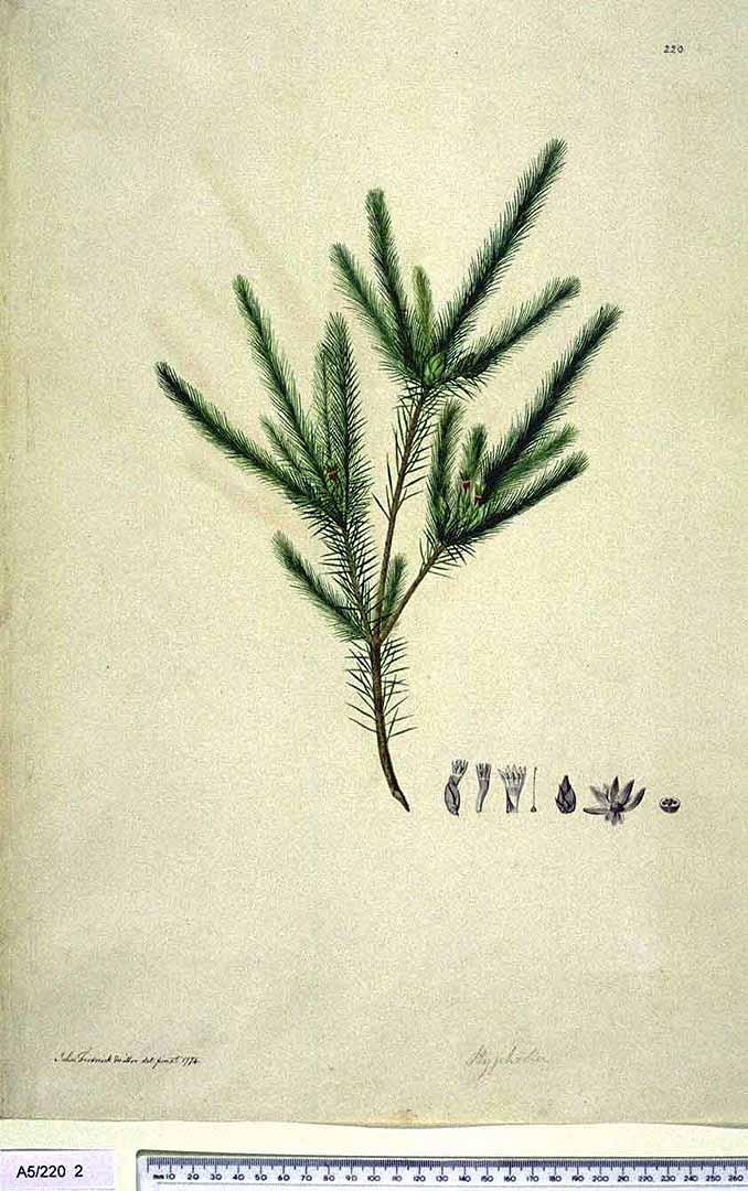 Illustration Astroloma pinifolium, Par Natural History Museum, London Nat. Hist. Mus., London, via plantillustrations 