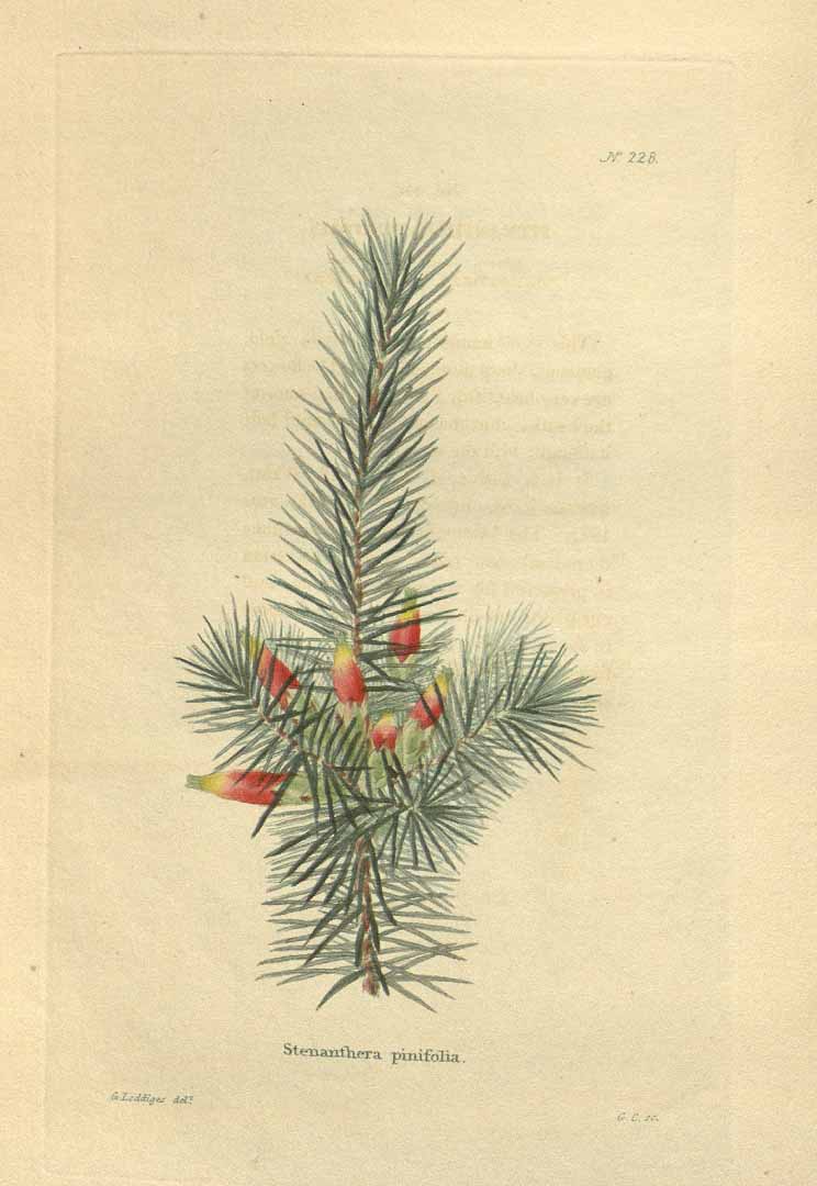 Illustration Astroloma pinifolium, Par Loddiges, C.L., botanical cabinet [C. Loddiges] (1817-1833) Bot. Cab. vol. 3 (1818), via plantillustrations 