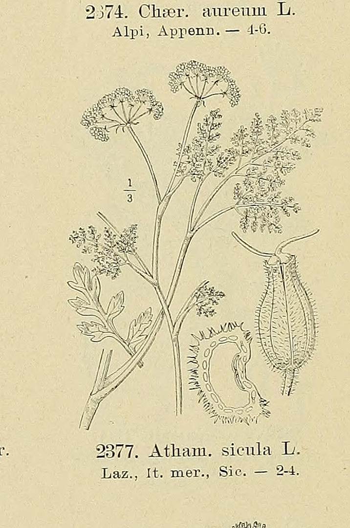Illustration Athamanta sicula, Par Fiori, A., Paoletti, G., Iconographia florae italicae (1895-1904) Iconogr. Fl. Ital., via plantillustrations 