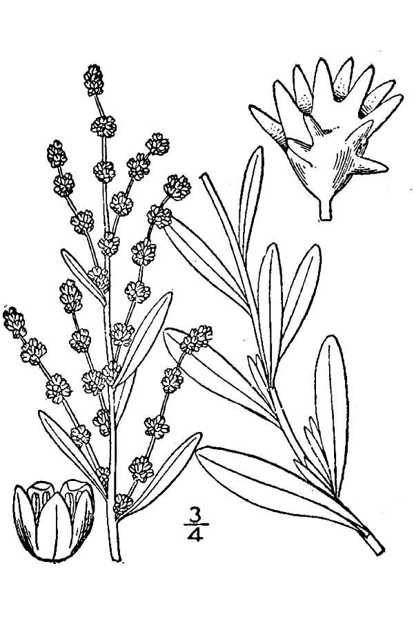 Illustration Atriplex nuttalli, Par USDA-NRCS PLANTS Database / Britton, N.L., and A. Brown. 1913. An illustrated flora of the northern United States, Canada and the British Possessions. 3 vols. Charles Scribner's Sons, New York. Vol. 2: 19., via wikimedia 