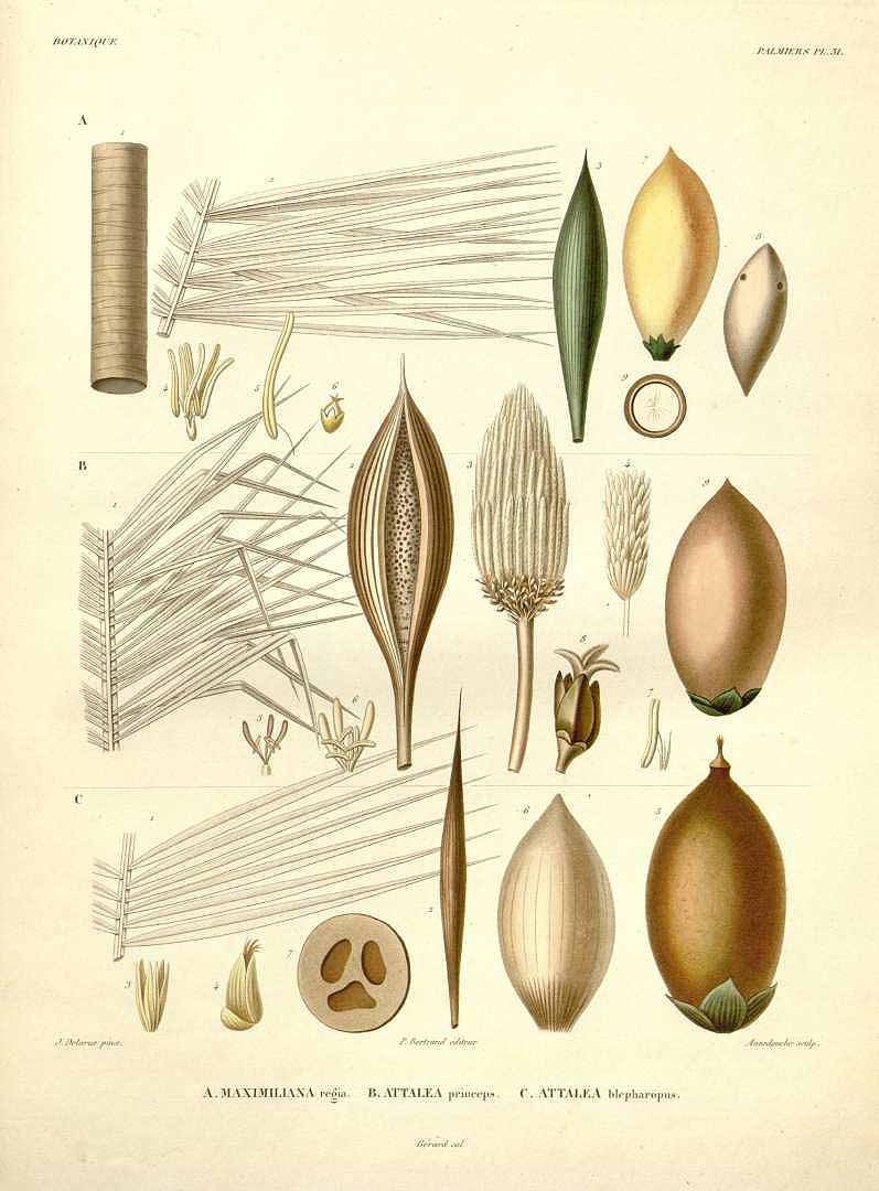 Illustration Attalea maripa, Par Orbigny, A.D. d?, Voyage dans l?Amérique Méridionale (1835-1847) Voy. Amer. Mér. vol. 7(3): , via plantillustrations 