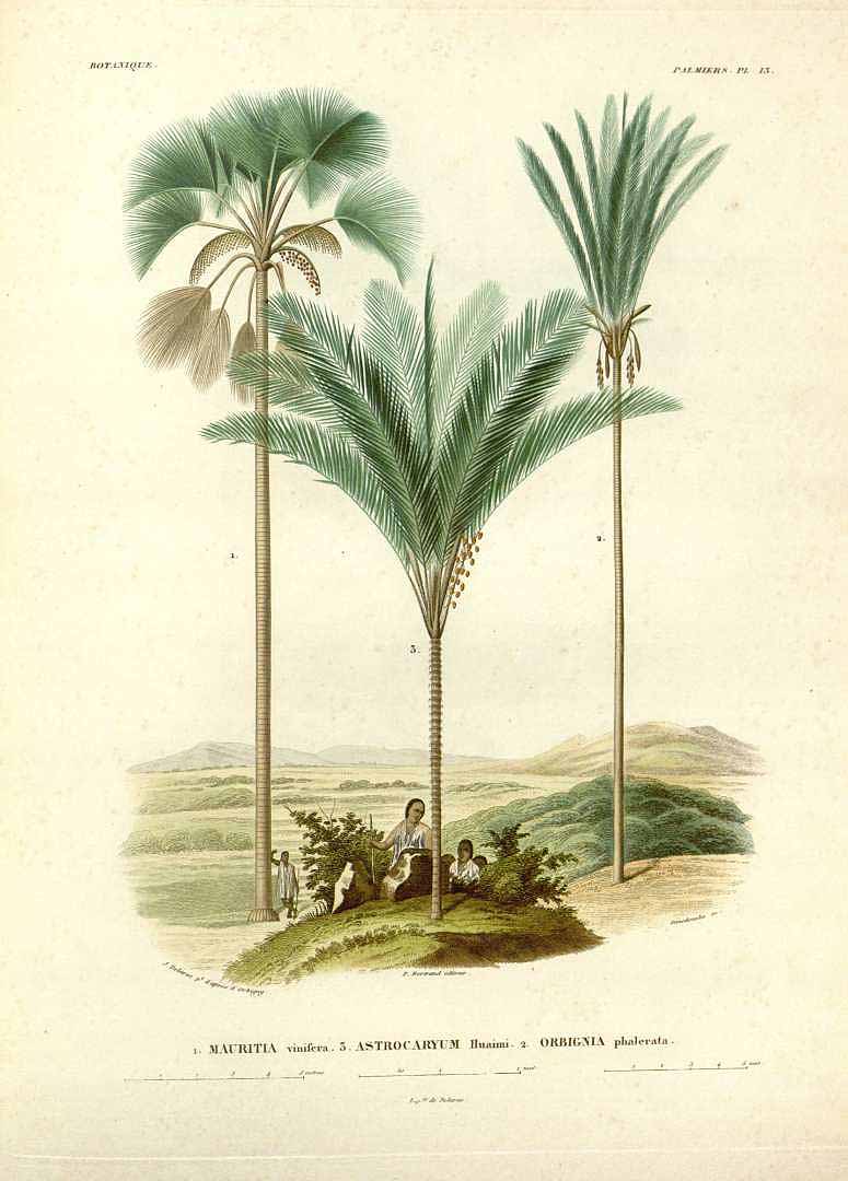 Illustration Attalea speciosa, Par Orbigny, A.D. d?, Voyage dans l?Amérique Méridionale (1835-1847) Voy. Amer. Mér. vol. 7(3): , via plantillustrations 