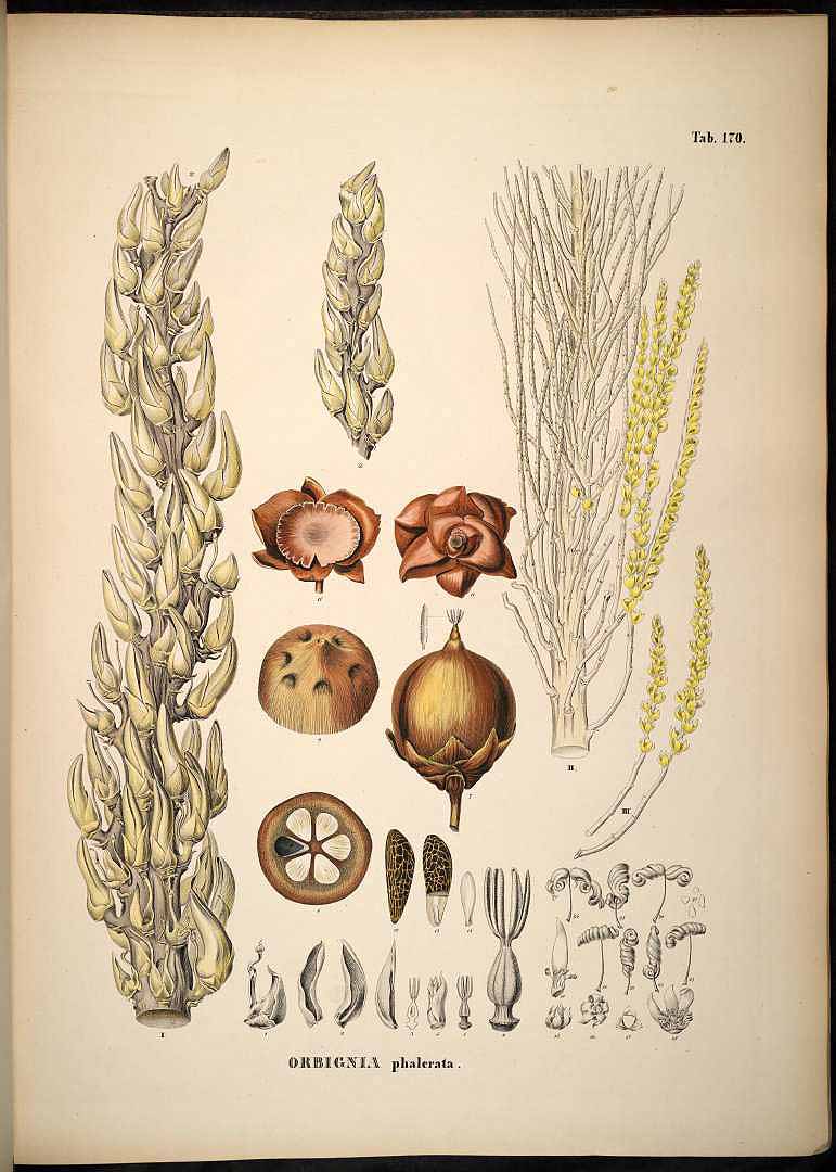 Illustration Attalea speciosa, Par Martius, C.F.P. von, Historia Naturalis Palmarum (1823-1853) Hist. Nat. Palm. vol. 3 (1850), via plantillustrations 