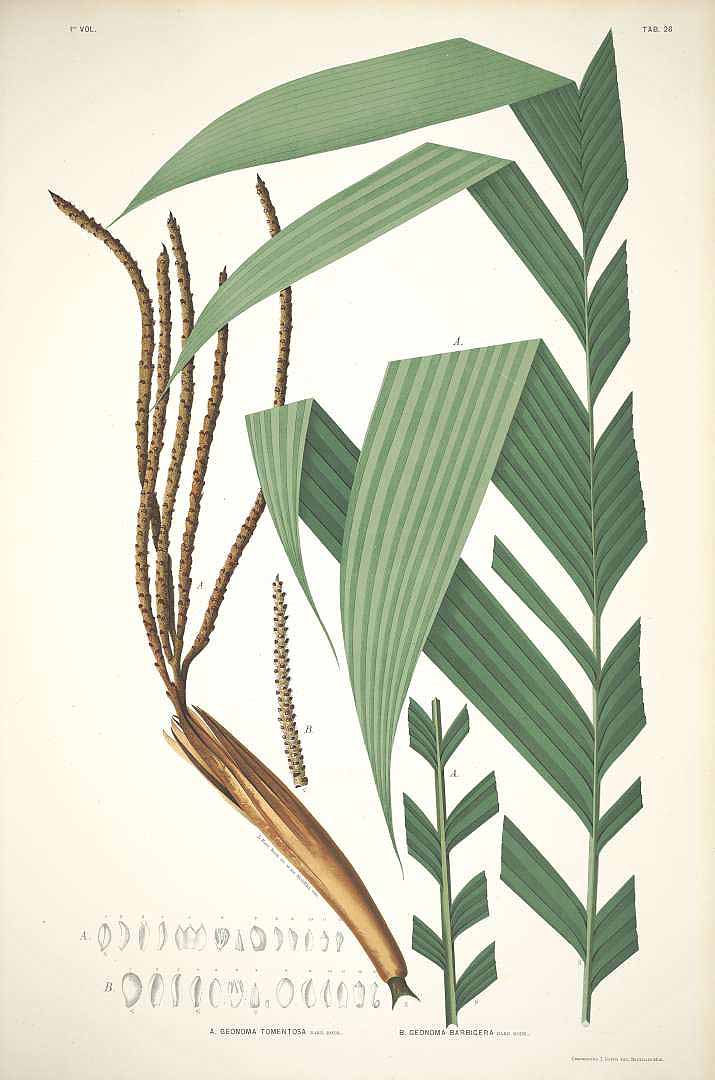 Illustration Attalea speciosa, Par Rodrigues, J. Barbosa, Sertum palmarum brasiliensium (1903) Sert. Palm. Bras. vol. 1 (1903), via plantillustrations 