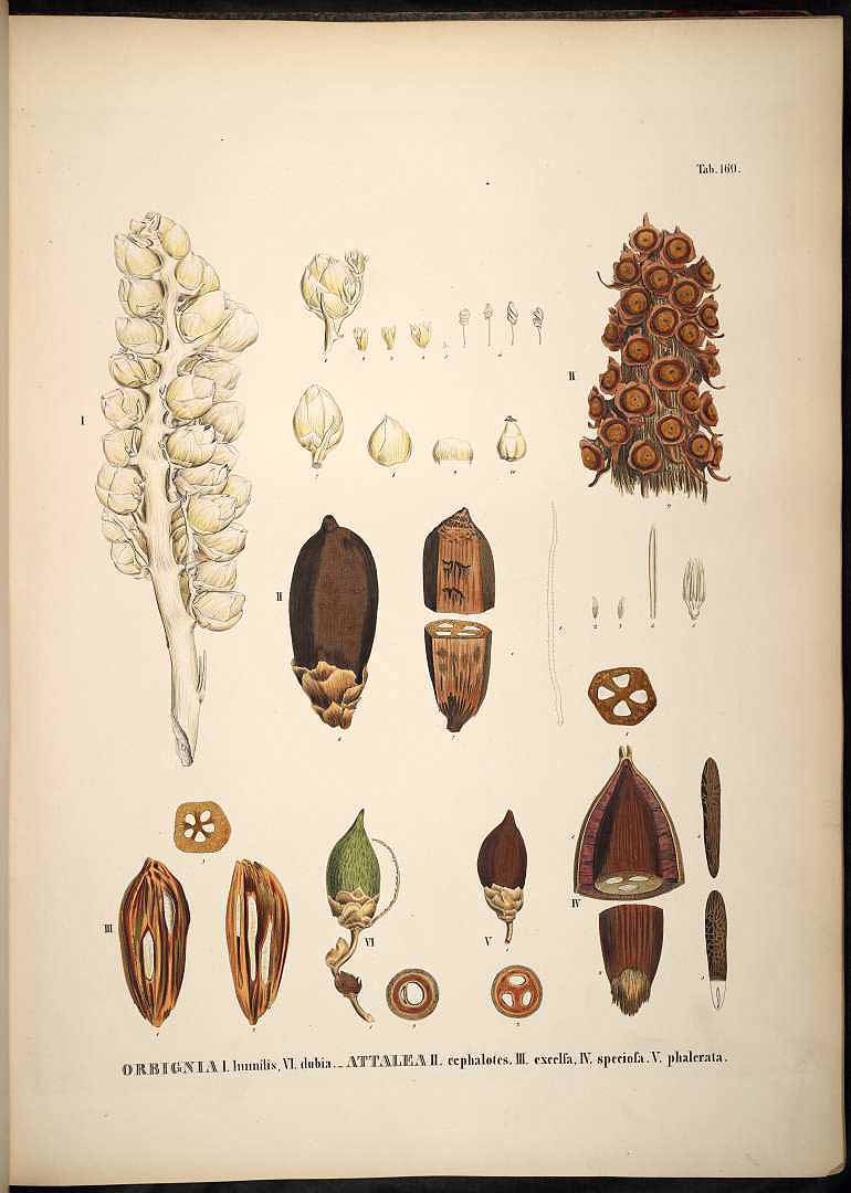 Illustration Attalea speciosa, Par Martius, C.F.P. von, Historia Naturalis Palmarum (1823-1853) Hist. Nat. Palm. vol. 3 (1850), via plantillustrations 