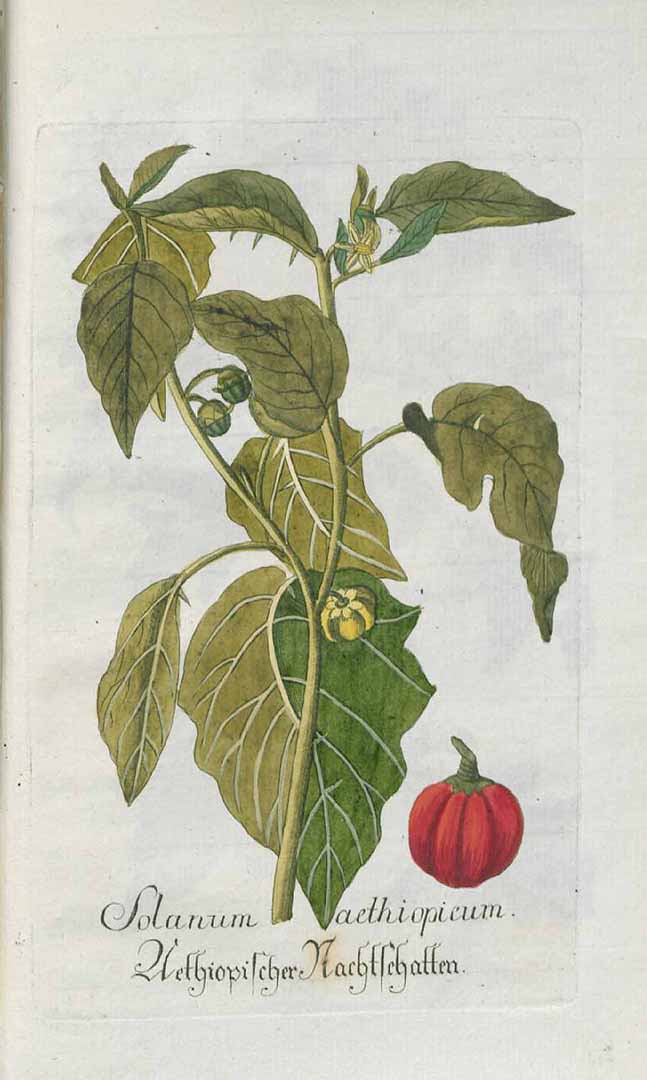 Illustration Solanum aethiopicum, Par Plantarum indigenarum et exoticarum Icones ad vivum coloratae (1788-1794) ? vol. 6 (1792), via plantillustrations 